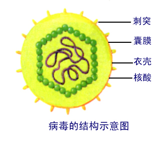 别再把甲流当“感冒”！《Nature》颠覆认知，这样防护流感最有效