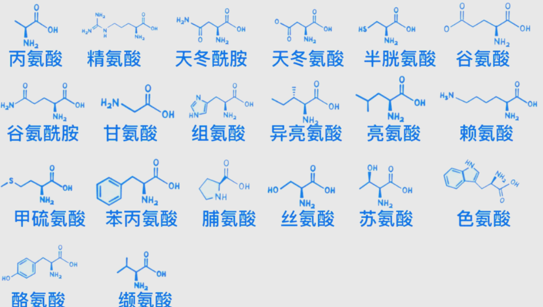 保护氨基酸及其在多肽合成中的应用